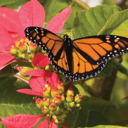 New Zealand Monarch Butterfly Trust