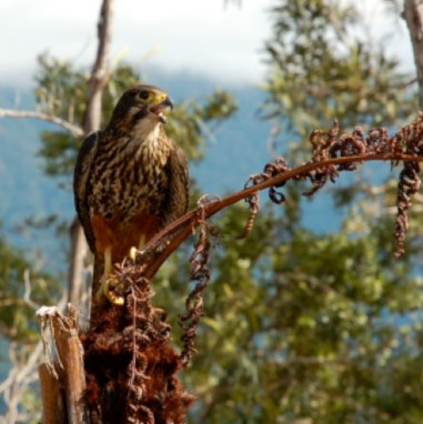 Marlborough Falcon Conservation Trust