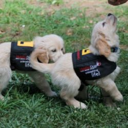 Mobility Assistance Dogs