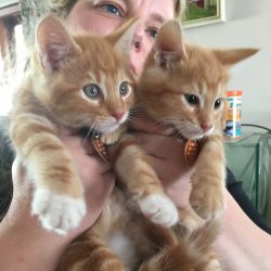 Cat Rescue Christchurch Charitable Trust